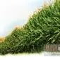 راهنمای جامع کشت ذرت: چگونه گرما می‌تواند به محصول شما آسیب بزند؟