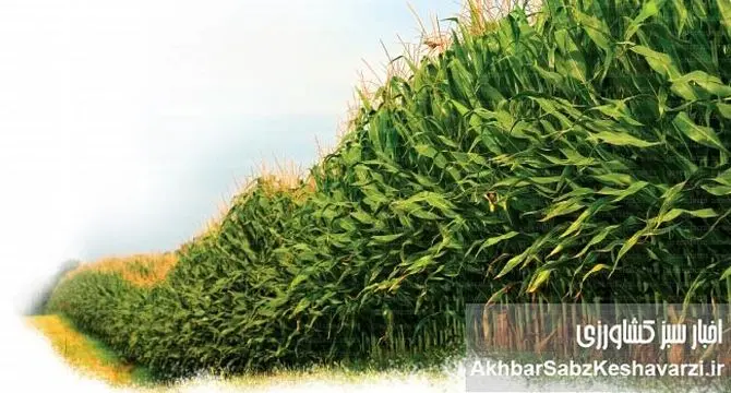 راهنمای جامع کشت ذرت: چگونه گرما می‌تواند به محصول شما آسیب بزند؟
