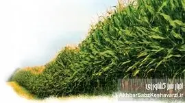راهنمای جامع کشت ذرت: چگونه گرما می‌تواند به محصول شما آسیب بزند؟