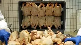 ارزآوری 600 میلیون دلاری صادرات مرغ

