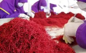 رشد۴۰ درصدی صادرات رسمی زعفران با رفع موانع صدور

