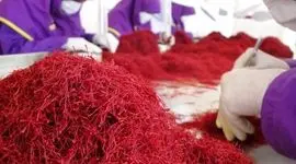 رشد۴۰ درصدی صادرات رسمی زعفران با رفع موانع صدور

