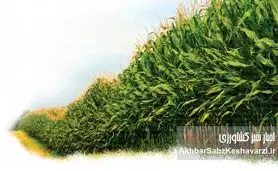 تاثیر گرما بر کشت ذرت