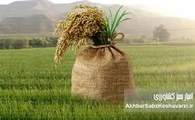 نوآوری‌ها در کشت برنج: راهی نوین برای تضمین غذای جهانی