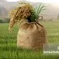 نوآوری‌ها در کشت برنج: راهی نوین برای تضمین غذای جهانی
