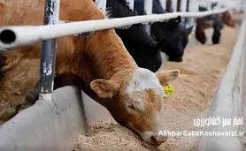 نبود غذای دام باز هم داد نمایندگان را در آورد