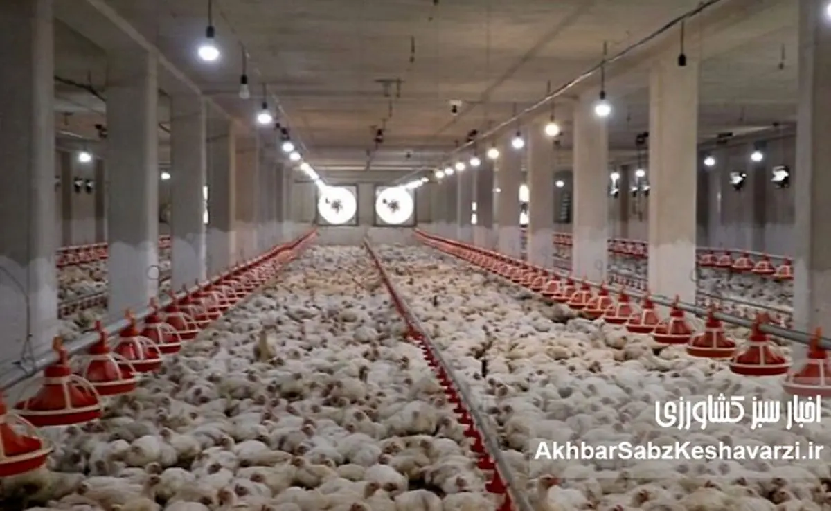  اعتراض نمادین مرغداران شیراز به بحران توزیع نهاده‌ها