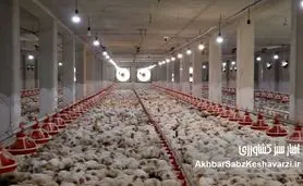  اعتراض نمادین مرغداران شیراز به بحران توزیع نهاده‌ها