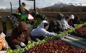 حال، زمان مناسبی برای تأسیس وزارت کشاورزی آلاسکا است