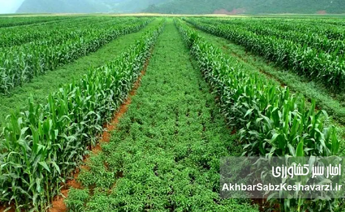 اصلاح الگوی کشت؛ قانونی ۵۴ ساله، بحرانی امروزه و تصمیم‌هایی که هنوز گرفته نشده‌اند