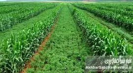 اصلاح الگوی کشت؛ قانونی ۵۴ ساله، بحرانی امروزه و تصمیم‌هایی که هنوز گرفته نشده‌اند
