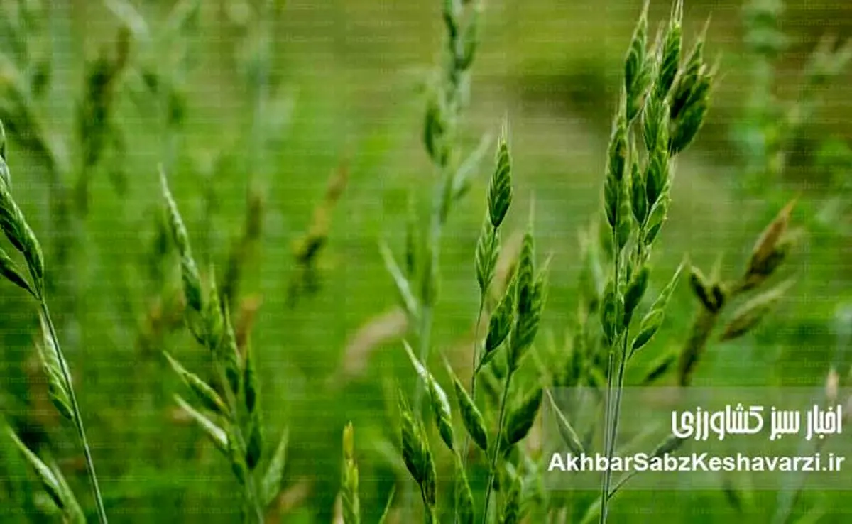 چگونه علفهای هرز باریکبرگ را برای همیشه از مزارع خود حذف کنیم؟