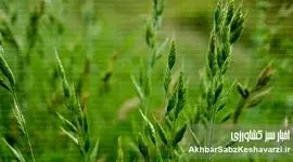 چگونه علف‌های هرز باریک‌برگ را برای همیشه از مزارع خود حذف کنیم؟