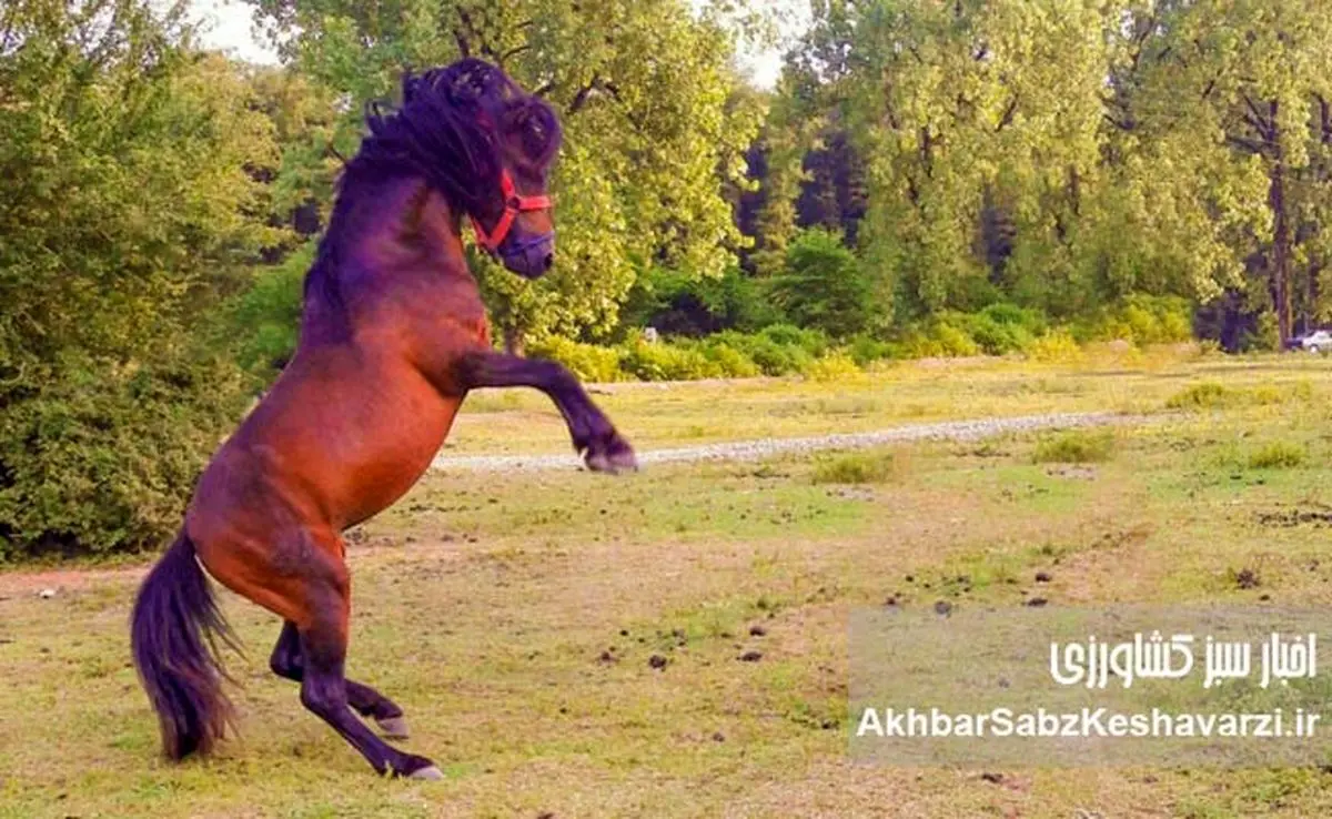 غفلت سازمان تات؛ زنگ خطر برای نجات اسبچه خزر