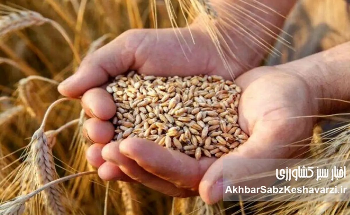 گندم در آستانه بازنگری قیمتی؛ دولت به‌دنبال ترکیب افزایش نرخ و پرداخت یارانه