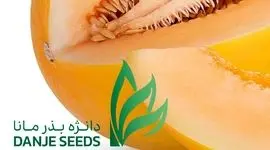 مصرف کمتر آب و ارزآوری بالا با بذر ایرانی دانژه+ کلیپ

