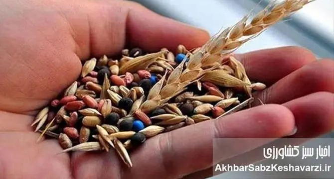 بذرهای بومی؛ سرمایه خاموش کشاورزی ایران در عصر بحران آب