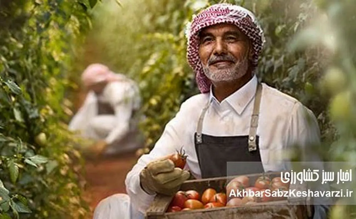 تحول شگفتانگیز در دل کویر: چگونه کشاورزی عربستان سعودی دگرگون شد؟