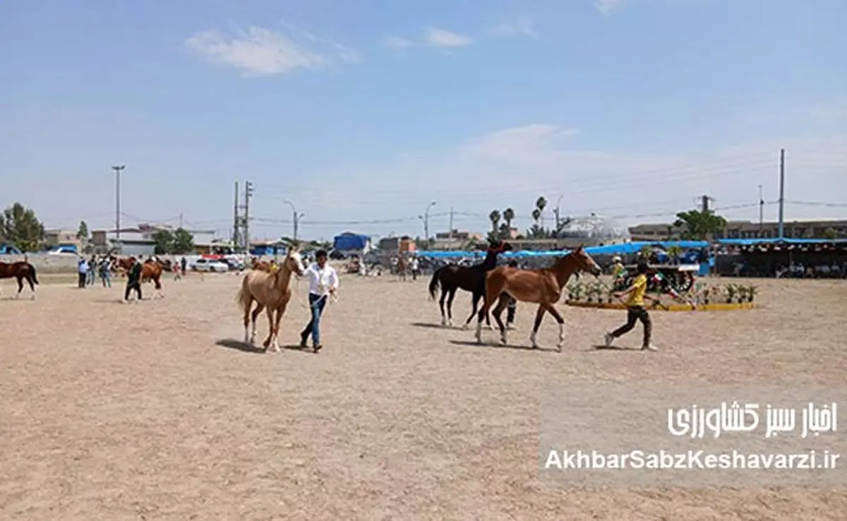 شکوه نژاد اصیل: گزارشی از سومین جشنواره اسب اصیل ترکمن در انبارالوم گلستان+ عکس و ویدئو