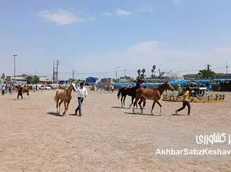 شکوه نژاد اصیل: گزارشی از سومین جشنواره اسب اصیل ترکمن در انبارالوم گلستان+ عکس و ویدئو