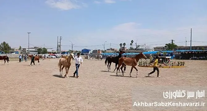 شکوه نژاد اصیل: گزارشی از سومین جشنواره اسب اصیل ترکمن در انبارالوم گلستان+ عکس و ویدئو