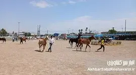 شکوه نژاد اصیل: گزارشی از سومین جشنواره اسب اصیل ترکمن در انبارالوم گلستان+ عکس و ویدئو