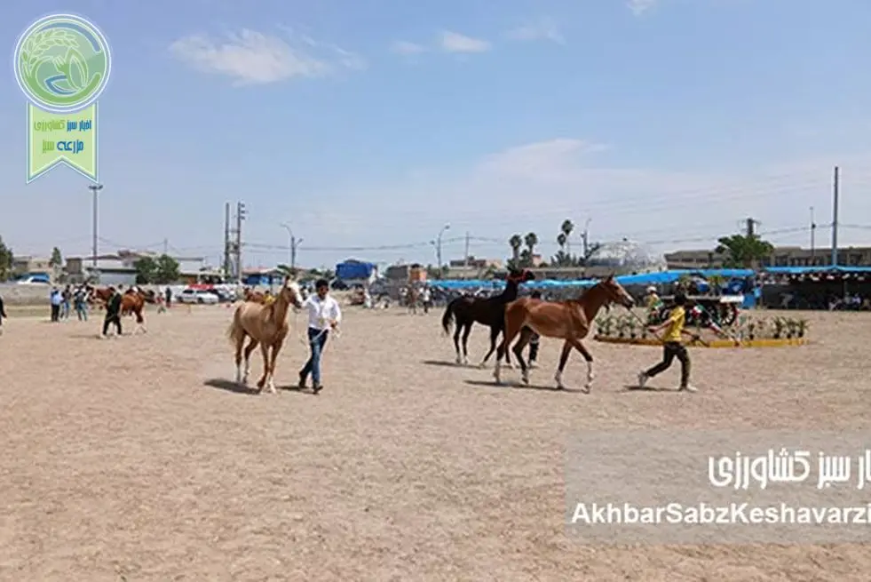 شکوه نژاد اصیل: گزارشی از سومین جشنواره اسب اصیل ترکمن در انبارالوم گلستان+ عکس و ویدئو