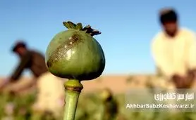 کشت خشخاش: از ممنوعیت تا احیا، چالش‌ها و فرصت‌ها