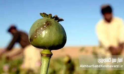 کشت خشخاش: از ممنوعیت تا احیا، چالش‌ها و فرصت‌ها