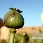کشت خشخاش: از ممنوعیت تا احیا، چالش‌ها و فرصت‌ها