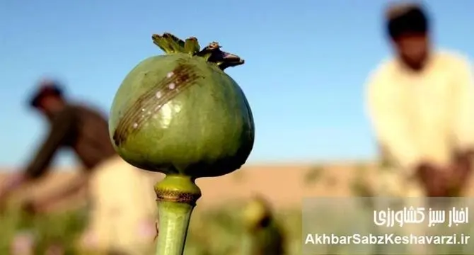 کشت خشخاش: از ممنوعیت تا احیا، چالش‌ها و فرصت‌ها