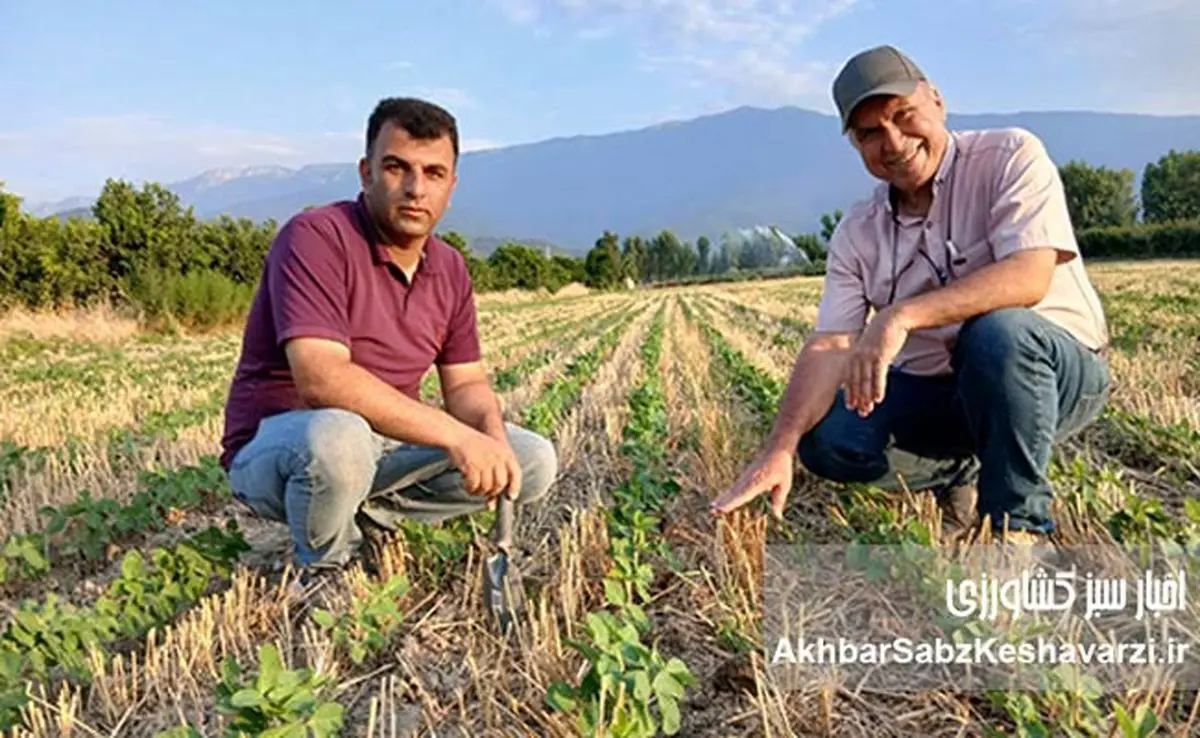 تجربه موفق ۹ ساله کشت حفاظتی در استان گلستان؛ الگویی برای کشاورزی پایدار+ ویدئو