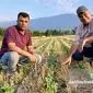 تجربه موفق ۹ ساله کشت حفاظتی در استان گلستان؛ الگویی برای کشاورزی پایدار+ ویدئو