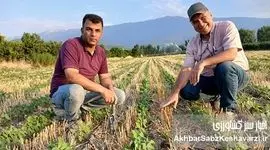 تجربه موفق ۹ ساله کشت حفاظتی در استان گلستان؛ الگویی برای کشاورزی پایدار+ ویدئو