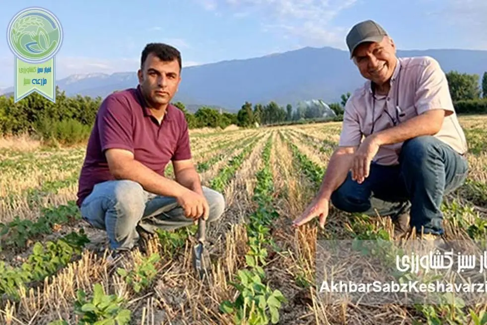 تجربه موفق ۹ ساله کشت حفاظتی در استان گلستان؛ الگویی برای کشاورزی پایدار+ ویدئو