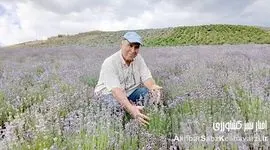 حفاظت خاک و آب با اسطوخودوس+ ویدئو