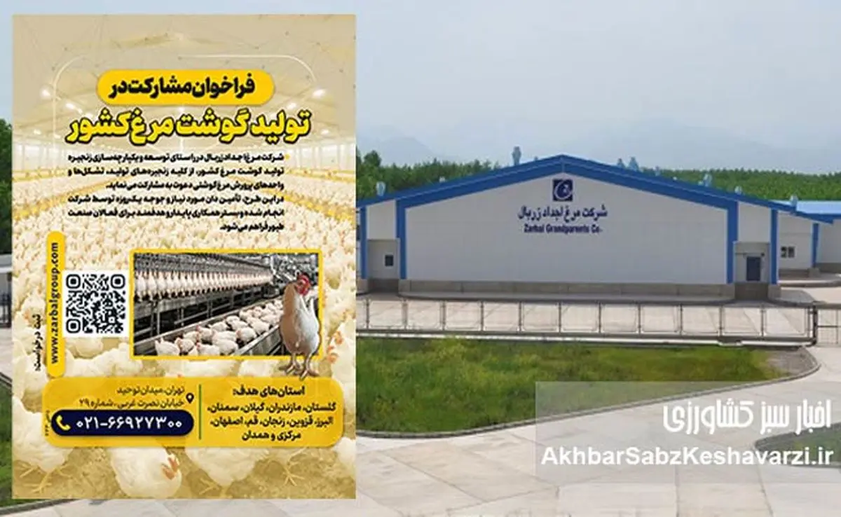 فراخوان بزرگ مشارکت در زنجیره تولید گوشت مرغ کشور؛ حمایت از مرغداران ۱۱ استان+جزئیات