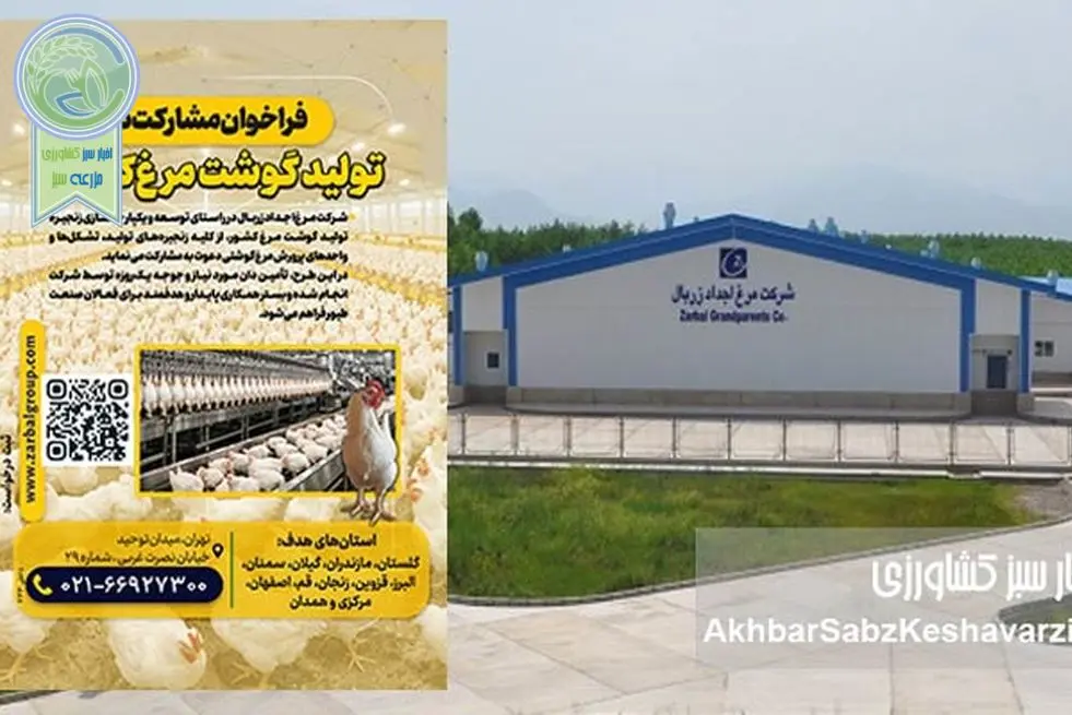 فراخوان بزرگ مشارکت در زنجیره تولید گوشت مرغ کشور؛ حمایت از مرغداران ۱۱ استان+جزئیات