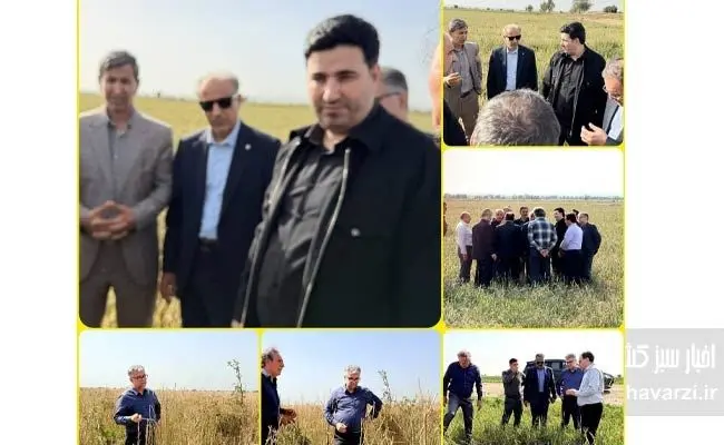 بازدید میدانی قائم‌مقام صندوق بیمه کشاورزی از مزارع خسارت‌دیده اندیمشک