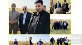 بازدید میدانی قائم‌مقام صندوق بیمه کشاورزی از مزارع خسارت‌دیده اندیمشک