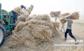 تراژدی «گندم برای گاو»؛ وقتی بلاتکلیفی کشاورز، نان مردم را تهدید می‌کند