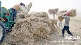 تراژدی «گندم برای گاو»؛ وقتی بلاتکلیفی کشاورز، نان مردم را تهدید می‌کند