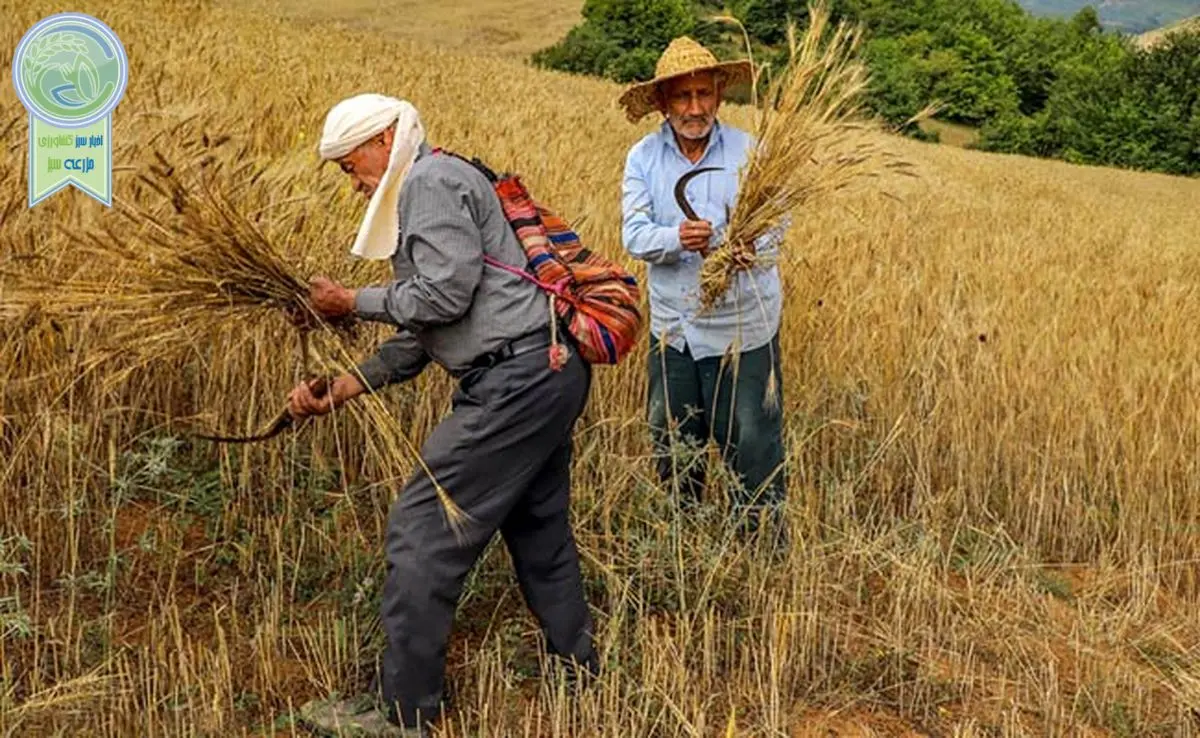 گندمکاران مقروض

