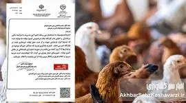 بحران نهاده دامی در دامغان: هشدار رسمی جهاد کشاورزی؛ خوراک مرغداری‌ها فقط برای ۴ روز باقی است