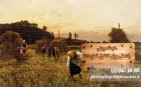 خوشه‌چینی؛ راه‌حلی برای کنترل ضایعات