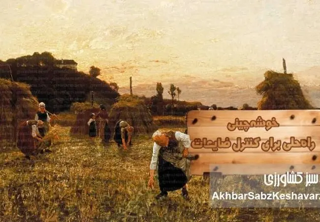 خوشه‌چینی؛ راه‌حلی برای کنترل ضایعات