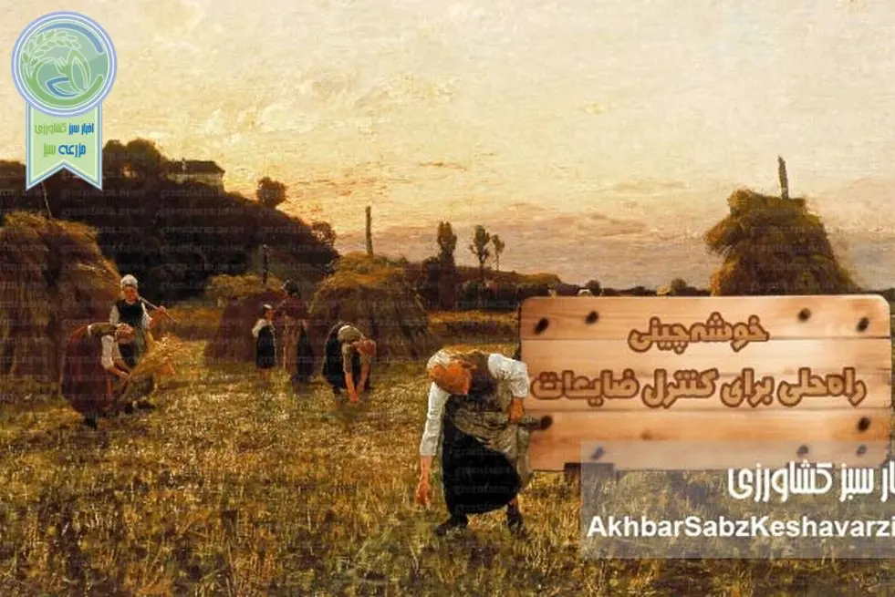 خوشه‌چینی؛ راه‌حلی برای کنترل ضایعات