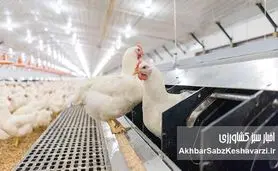 قیمت مرغ عجیب شد؛ نرخ جدید مرغ گرم و قطعه‌بندی اعلام شد