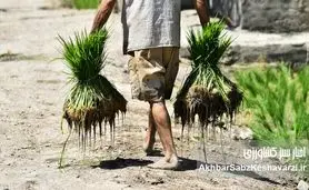 کشت برنج در اصفهان: تهدیدی خاموش زیر پای شهر فرونشسته
