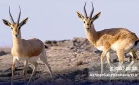 بمباران خارگ؛ تهدید جدی برای یکی از مهم‌ترین زیستگاه‌های آهوی ایرانی